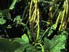 org_cowpeas.jpg